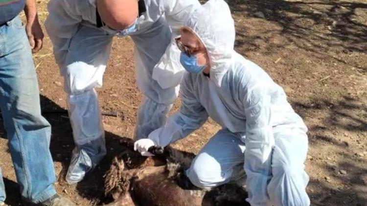 Ολοκλήρωση θανάτωσης και ταφής ζώων σε μολυσμένη από ευλογιά εκμετάλλευση στην Κάρυστο