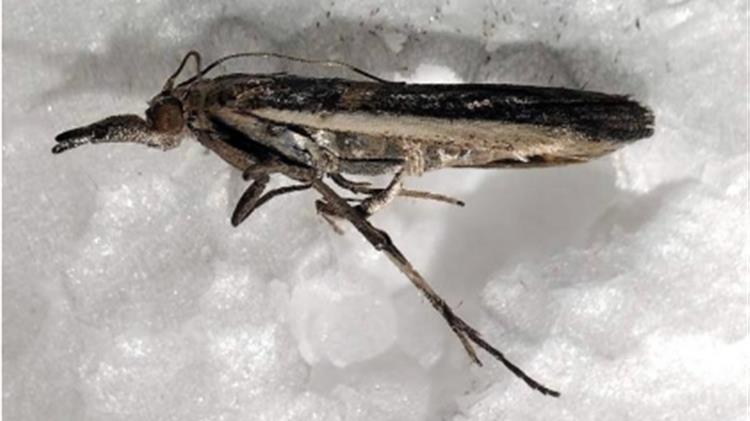 Νέος εχθρός για τις καλλιέργειες σόγιας στην Ελλάδα: Το έντομο Etiella zinckenella