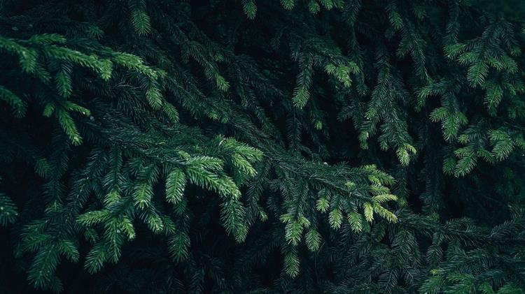 Χαλκιδική: Στα «πόστα» τους από την Παρασκευή 29/11 οι ελατοπαραγωγοί Ταξιάρχη