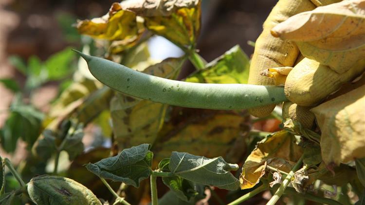 Νέα Αριστερά: Η κυβέρνηση εγκαταλείπει τους αγρότες της Λάρισας