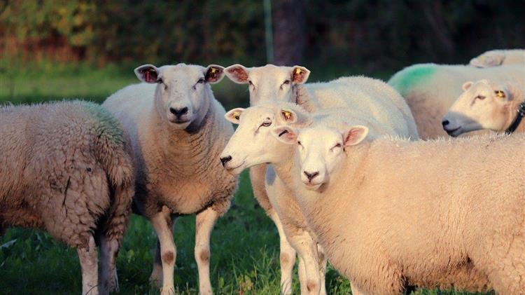 Αποποίηση ευθυνών από το ΥπΑΑΤ: κατηγορίες χωρίς τεκμηρίωση προς τους κτηνοτρόφους