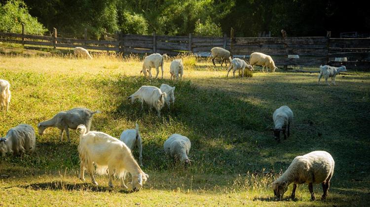 Ζητούν έκτακτη ενίσχυση για κτηνοτρόφους στη Δυτική Αχαΐα λόγω ευλογιάς