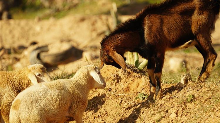 Νέα ΚΥΑ για ενισχύσεις αιγοπροβατοτρόφων που επλήγησαν από ζωονόσους