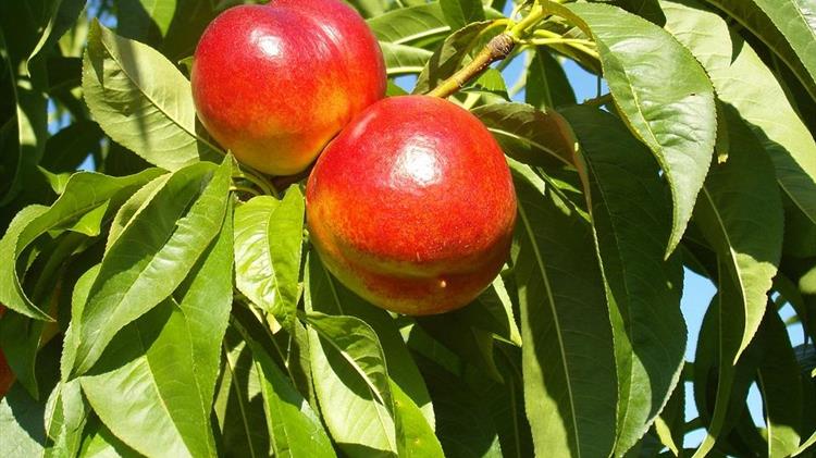 Πυρηνόκαρπα: Συστάσεις για ψεκασμούς