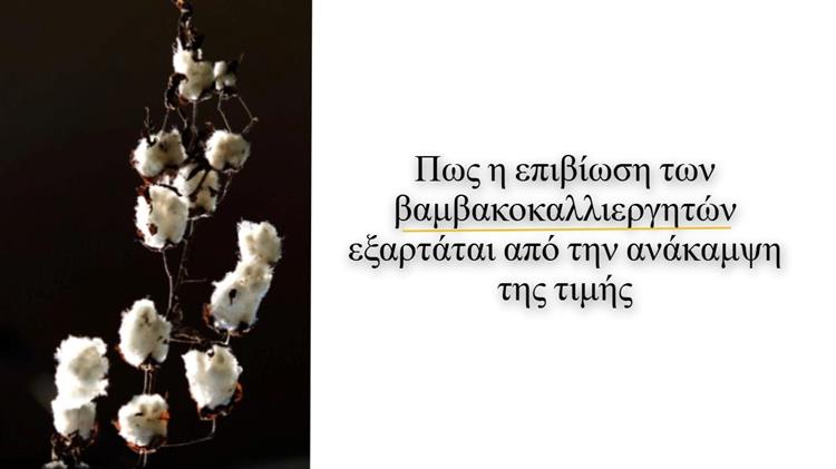 Βαμβάκι: Η μεγάλη αναμονή των αγροτών - Ποιοι παράγοντες θα καθορίσουν το μέλλον;