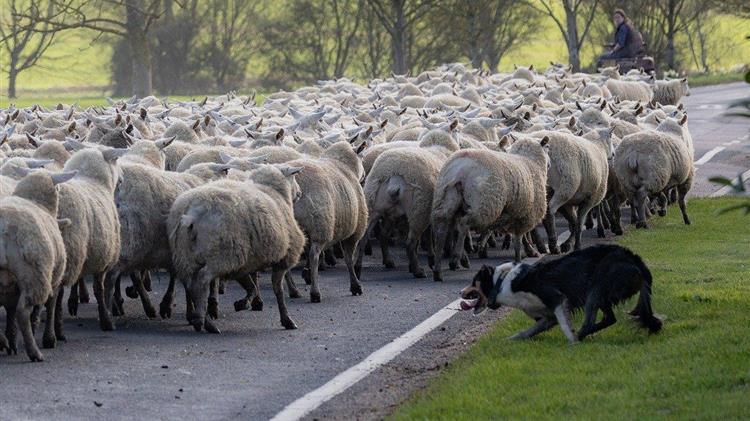 10 εκατ. ευρώ από το ΥπΑΑΤ στις Περιφέρειες για αποζημιώσεις κτηνοτρόφων λόγω ευλογιάς
