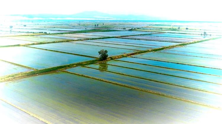 Ρύζι: Από την Ινδία στην Ελλάδα, μια ανάλυση της παγκόσμιας αγοράς