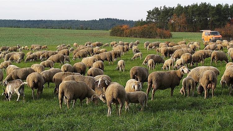 ΑΚΚΕΛ: Ανεπιφύλακτα εμβολιασμό ζητάει μετά την αυτοψία της η Κομισιόν, στην Ελλάδα για την ευλογιά αιγοπροβάτων
