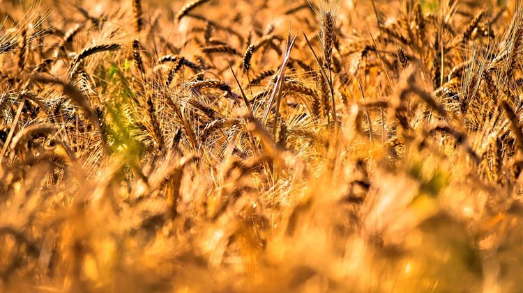 IGC: Οι προοπτικές για την παραγωγή σιτηρών αυξάνονται και πάλι