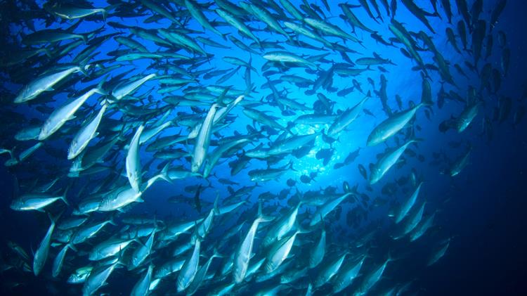 Countries unite to bolster efforts for sustainable fisheries and aquaculture in the Mediterranean and the Black Sea