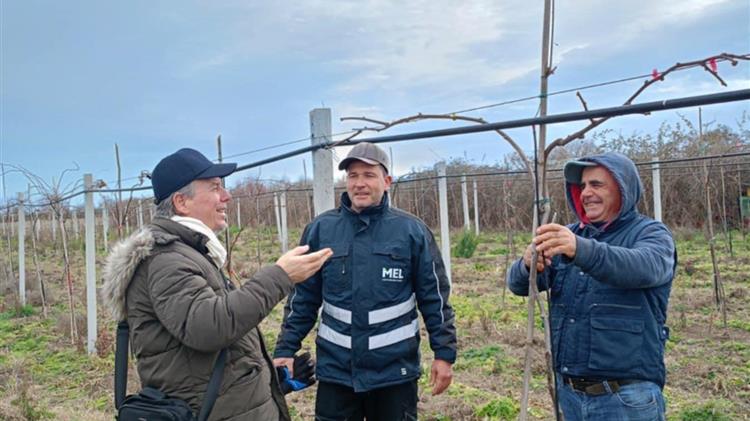Χειμερινό κλάδεμα  της ακτινιδιάς