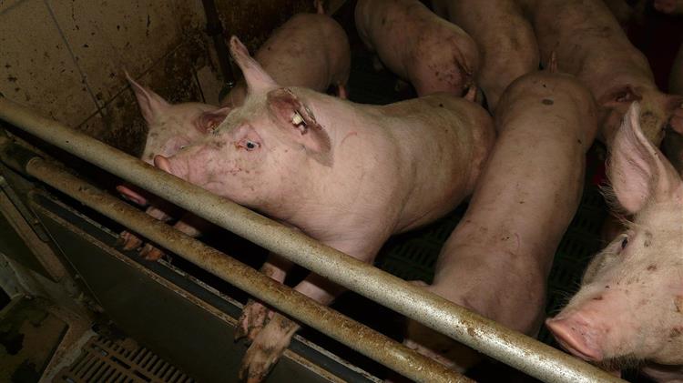 Γερμανία: Ο αριθμός των χοιροτροφικών εκμεταλλεύσεων συνεχίζει να μειώνεται