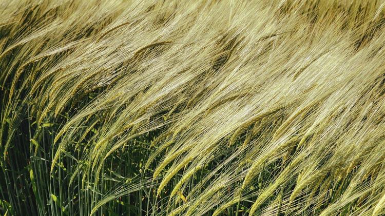 Οι αυξανόμενες τιμές των φυτικών ελαίων ωθούν τον δείκτη τιμών τροφίμων του FAO υψηλότερα τον Νοέμβριο