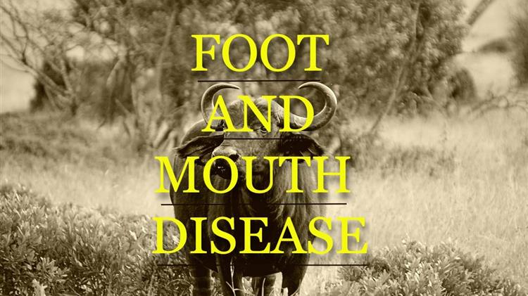 Αφθώδης πυρετός: Η επιδημία στη Γερμανία προκαλεί διεθνή αναταραχή στις αγορές κρέατος και γαλακτοκομικών προϊόντων