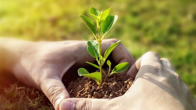 Πρωτοβουλία "75UN - 75 Trees": Νέα Δωρεά Δέντρων από Hellenic Plants