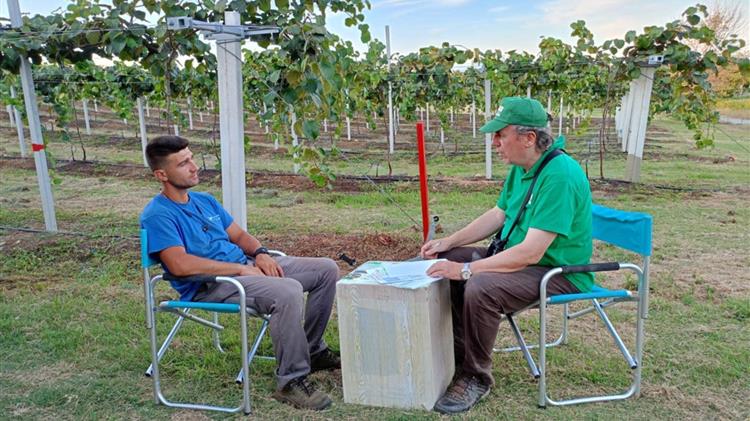 Συμβουλευτική στην καλλιέργεια ακτινιδιάς: Ο δρόμος για την αειφορία και την υψηλή παραγωγή
