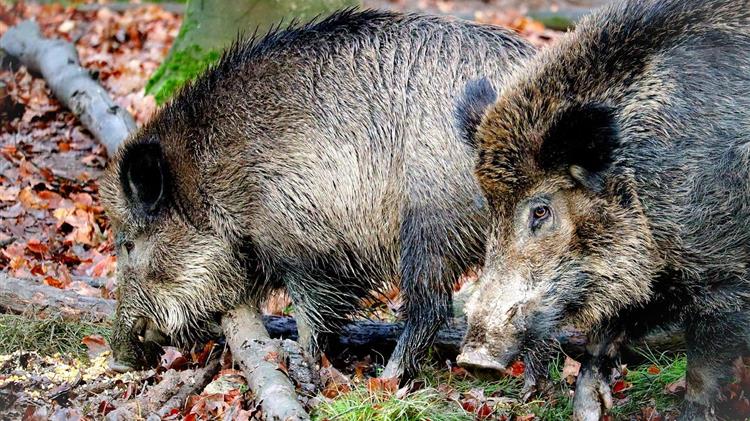 Αγριογούρουνα καταστρέφουν καλλιέργειες στον Δήμο Κιλελέρ