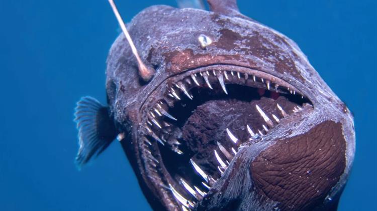 Μαύρο διαβολόψαρο: Σπάνια εμφάνιση στην επιφάνεια της θάλασσας