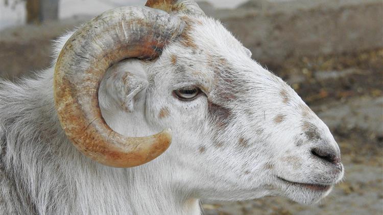 Νεκρός 85χρονος κτηνοτρόφος μετά από επίθεση κριαριού