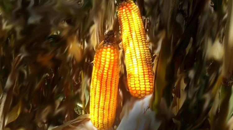 Αναβρασμός στην παγκόσμια αγορά καλαμποκιού αβεβαιότητα και νέες ισορροπίες