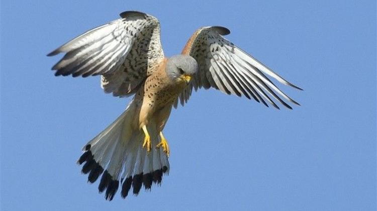 Αγρο-οικοσυστήματα: Βιοποικιλότητα, Διαχείριση και Αποκατάσταση