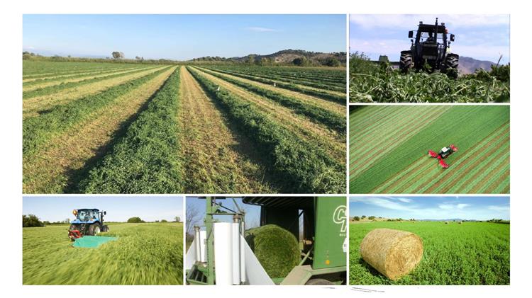 Ποιες είναι οι κορυφαίες ποικιλίες μηδικής που εγγυώνται ποιότητα και απόδοση