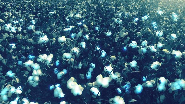 Έσπειραν ψέματα θέρισαν επιδοτήσεις – Το μεγάλο κόλπο με το μαϊμού βαμβάκι!