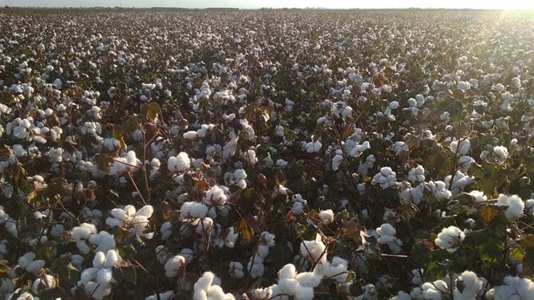 Η Δύναμη των σπόρων βαμβακιού στη βιώσιμη γεωργία