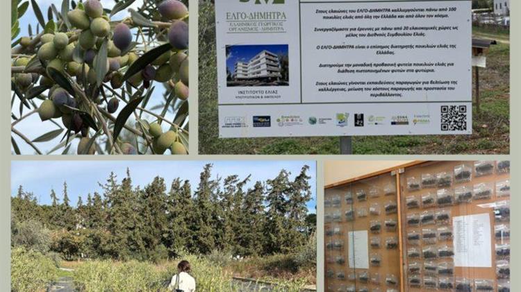 ΔΟΕ: Αναγνώρισε την 8η Διεθνή Τράπεζα Γενετικού Πλάσματος Ελιάς στην Ελλάδα