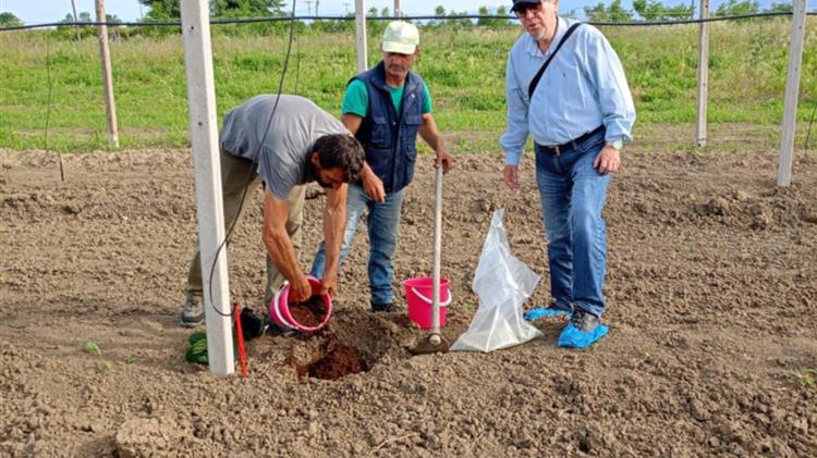 Λίπανση ακτινιδιάς: Βασικές γνώσεις «θρέψης» φυτού