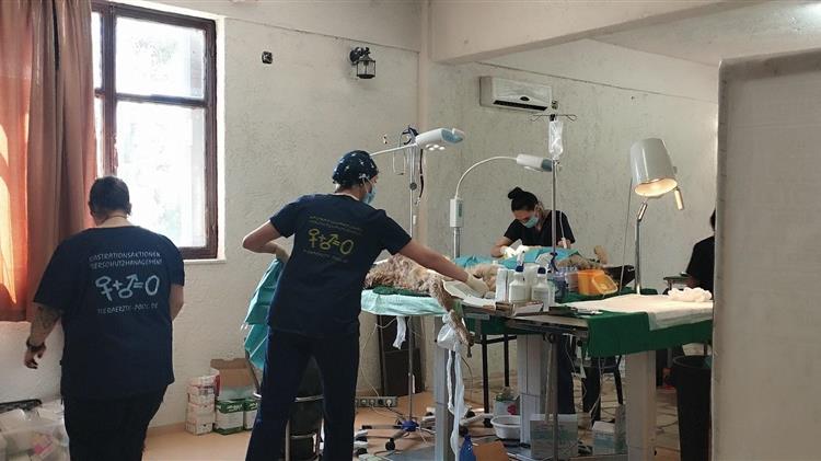 Εκατοντάδες στειρώσεις, σημάνσεις και αποστολές DNA δεσποζόμενων ζώων κτηνοτρόφων και ευπαθών κοινωνικά ομάδων