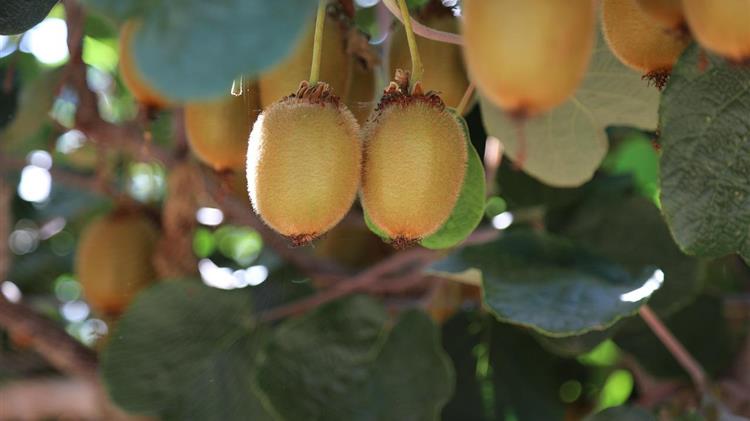Λίπανση ακτινιδιάς “Φύτευση” και "Συντήρηση"