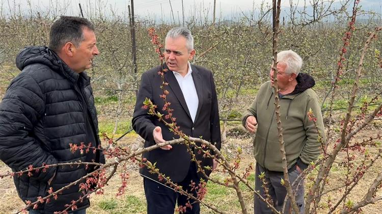Επιβεβλημένες οι προκαταβολές αποζημιώσεων στις παγετόπληκτες καλλιέργειες