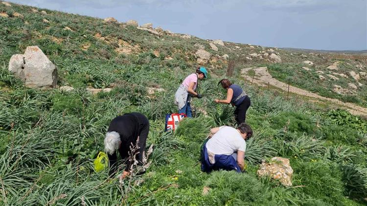 Γνωριμία με τα άγρια χόρτα της κρητικής γης