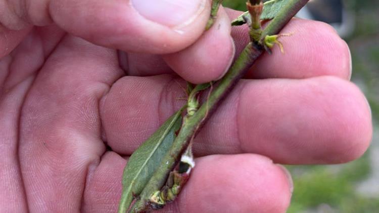 Νέα Αριστερά: «Απαιτείται άμεση στήριξη των αγροτών σε Πέλλα και Ημαθία μετά την καταστροφή από τον παγετό»