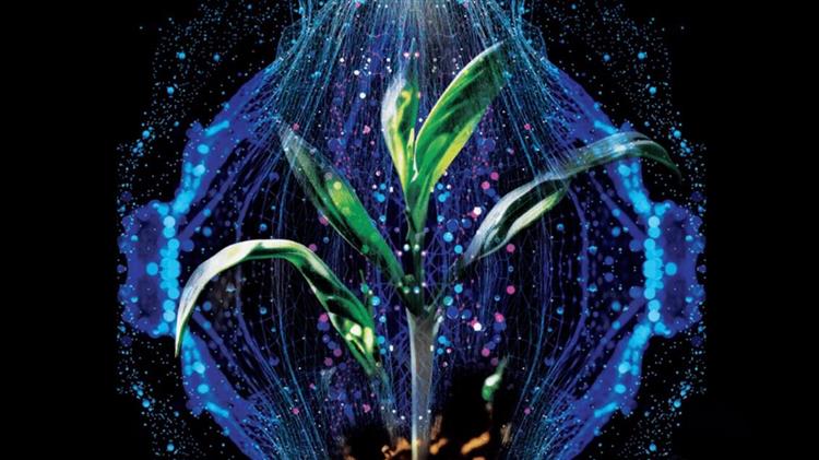 Vixeran®: Ενισχύει τη θρέψη, βελτιώνει τις αποδόσεις