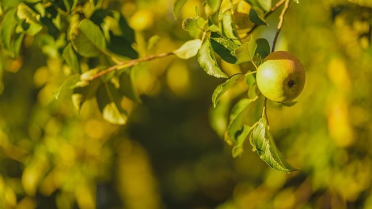 Ενημέρωση για εχθρούς της μηλιάς