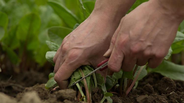 Καθυστερεί η πρόσκληση για τα Βιολογικά