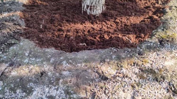 Η «ξανθιά» Τύρφη διασφαλίζει υψηλή απόδοση και ποιοτικά χαρακτηριστικά στα ακτινίδια