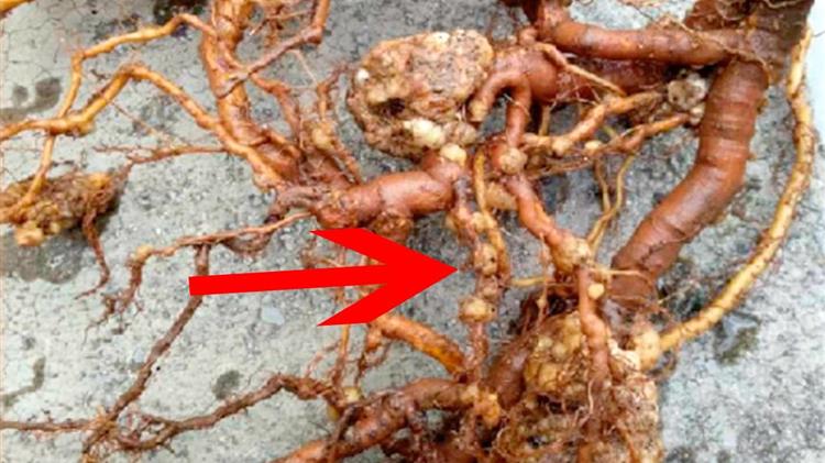 Ο Μάιος  είναι ο κατ΄ εξοχήν μήνας της «χημικής» καταπολέμησης του νηματώδη στα ακτινίδια