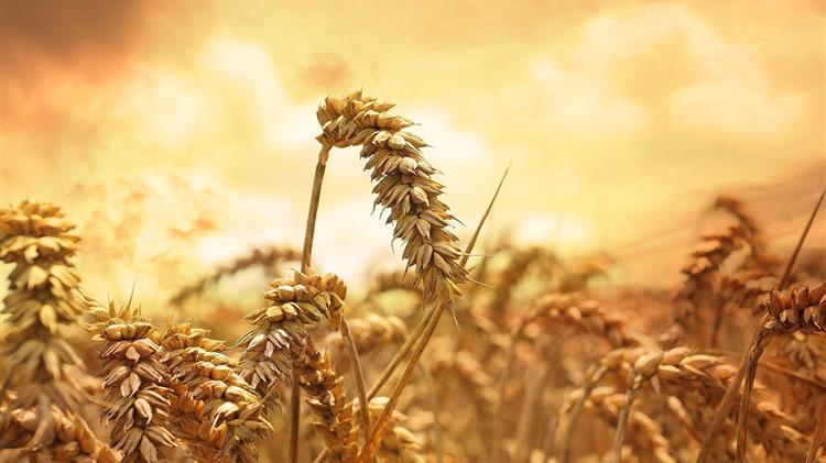 Η Αίγυπτος αγοράζει 2,5 εκατ. τόνους σιταριού από τοπικούς αγρότες τη φετινή σεζόν