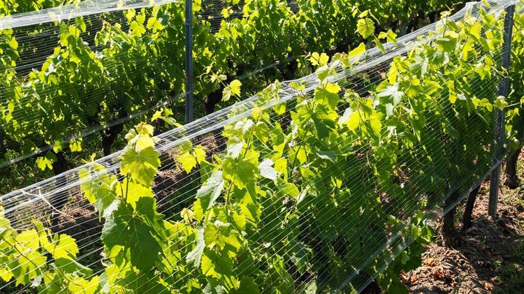 ΕΛ.Γ.Α.: Προχωρά ο Σχεδιασμός για το Εθνικό Πρόγραμμα Χαλαζικής Προστασίας 2025-2026 με Επέκταση Κάλυψης