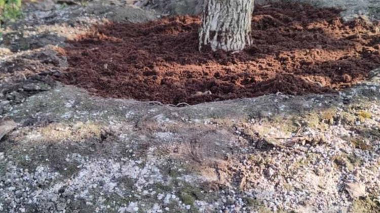 Πως η «κλιματική» αλλαγή επηρεάζει  την παραγωγή ακτινιδίων