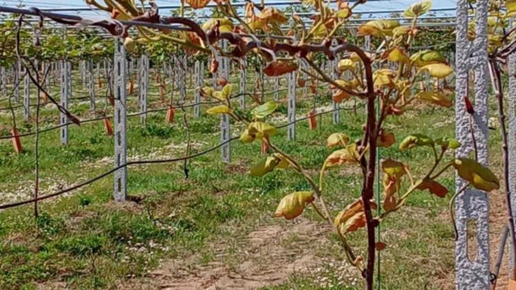 Η τριετής αμειψισπορά ως βασικός παράγοντας της επιτυχημένης φύτευσης νέων κτημάτων ακτινιδίων