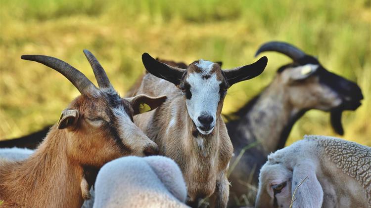 Το ζωικό κεφάλαιο της ΕΕ συνέχισε να μειώνεται το 2024