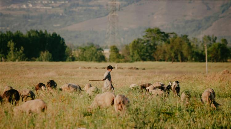 Κέλλας: 63 εκατ. ευρώ για ζωοτροφές και 100% χρηματοδότηση για ανασύσταση ζωικού κεφαλαίου
