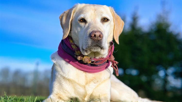 Το λίπος δεν κάνει διακρίσεις: Ένα γονίδιο για ανθρώπους και σκύλους