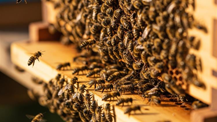 Πρόσκληση 18,8 εκ. ευρώ για βιολογική μελισσοκομία και ενίσχυση βιοποικιλότητας