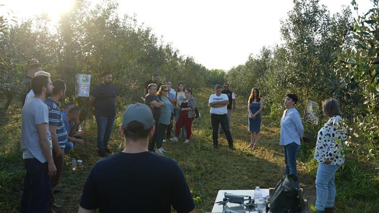 Καινοτομία στην ελαιοκαλλιέργεια: «Έξυπνοι Ελαιώνες» στο Νεοχώρι Μεσολογγίου