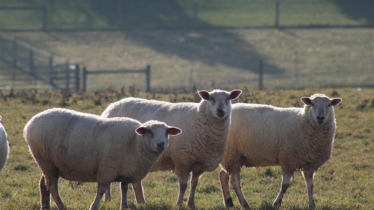 Κλοπή προβάτων που είχαν ευλογιά από κτηνοτροφική μονάδα στην Ημαθία